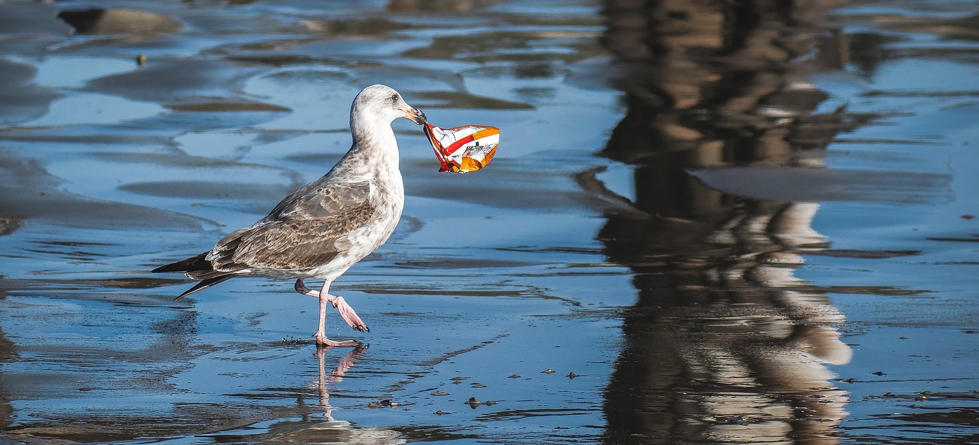Seagull with can in it's beak